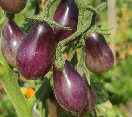 Tomate pera azul - 20 Semillas - Seeds huerto - Imagen 1 de 1