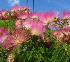 SAMEN SCHLAFBAUM SEIDENBAUM Blumen exotische Pflanzen Blumenrabatte Pflanzensame - Bild 1 von 1