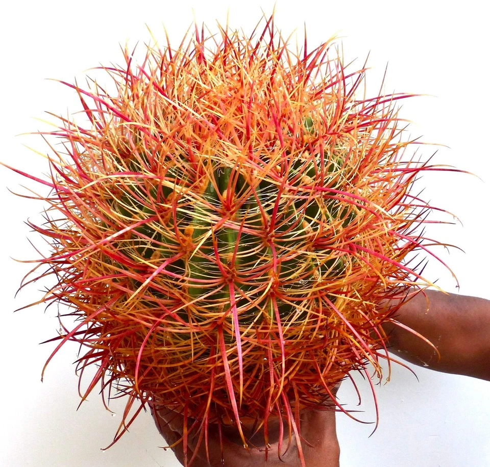 Ferocactus chrysacanthus ORANGE SPINES - Espinas Naranjas - Imagen 1 de 1