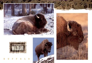POSTCARD Buffalo Wyoming Wildlife Bison WY UNP - Picture 1 of 2