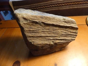 Antike Pflanze Fossil Sigilliria Display Cut 231101 - Bild 1 von 8