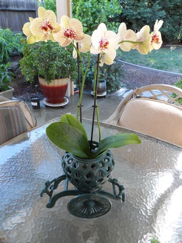 19th Century Japanese Cast Iron Planter - Meiji Period Cover