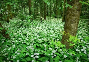 25 X FRESHLY LIFTED ORGANIC WILD GARLIC BULBS - Allium Ursinum - COUNTRY GARDEN - Picture 1 of 7