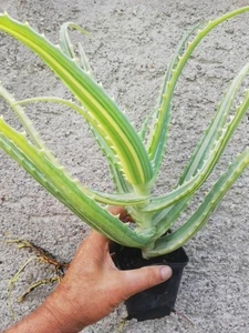 Aloe arborescens variegatsa - Bild 1 von 3