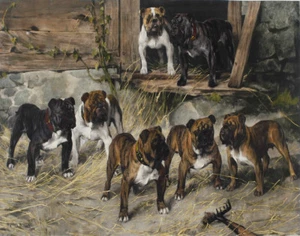 Arthur Wardle Bull Dogs Canvas Print 16 x 20 - Picture 1 of 4