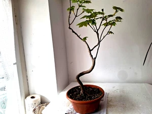Bonsai outdoor winterhart Ahorn, Bergahorn, Acer H50 cm B circa 27 cm - Bild 1 von 7