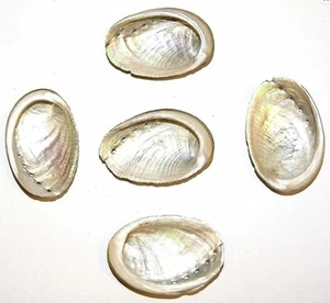 Abalone Muscheln für Basteln oder Display klein 45 - 50 mm Set 5 geliefert - Bild 1 von 1