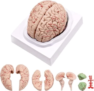 Human Brain,Life Size Human Brain Anatomy Model with Display Base - Picture 1 of 5