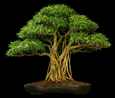 Ficus religiosa (Bodhi Peepal Tree) Fresh Seeds RARE HousePlant Indoor Bonsai UK - Image 1 of 4