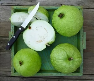 Guayaba híbrida BeauFlora (guayaba tailandesa-5, planta de capas) 1 planta de raíz desnuda - Imagen 1 de 1
