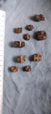 Staurotide , lot de 10 , Baud, Morbihan. - Photo 1/4