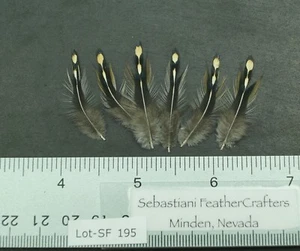 Lote de seis plumas de hackle cuello de aves de la selva (Gallus sonneratii) de 1,25" a 1,5" - SF 195 - Imagen 1 de 2