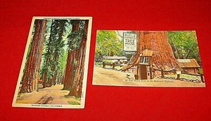 LOT OF 2~REDWOODS POSTCARDS~TREE HOUSE~RICHARDSON'S GROVE~UNPOSTED~GD/VGC~LOT#E - Picture 1 of 5