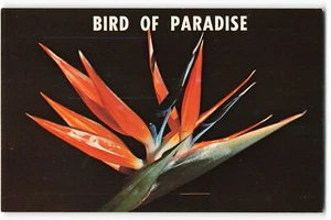 The Bird of Paradise origin from South Africa VTG Postcard SK2. - Picture 1 of 2
