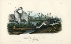 Audubon Tell-Tale Godwit or Snipe Pl 343 Birds Of America 2nd Ed. Royal Octavo - Picture 1 of 2