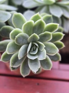 Succulent Echeveria Elegans Rossettes Cuttings 10 cms - Picture 1 of 9