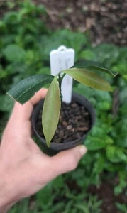 Grafted Garcinia Sp. Sweet 1990 ~ Dwarf ~ Rare Fruit Tree ~ Only One Available - Picture 1 of 2