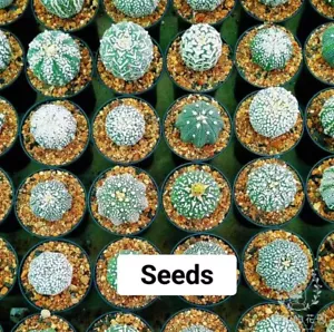Astrophytum Kikko Seeds50/100PCS - Picture 1 of 1