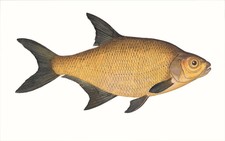 Cl. Brassenhk. Plaettchen Gr.18 20 Stück