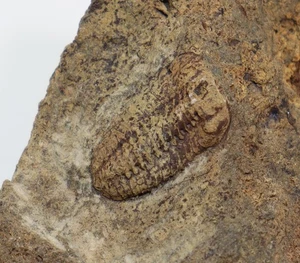 Trilobit, Acastoides poschmanni, Devon, Ems, Steinsberg, Deutschland -m8 - Picture 1 of 4