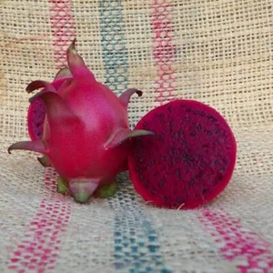 Armando - Dragon Fruit (1x Cutting 15-17cm) Edible Plant Cactus - Picture 1 of 5