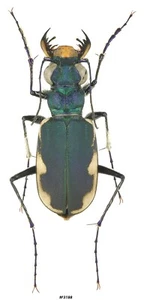 Coleoptera Cicindelidae Cicindela lacteola brodskii Kazakhstan male 13mm - Picture 1 of 1
