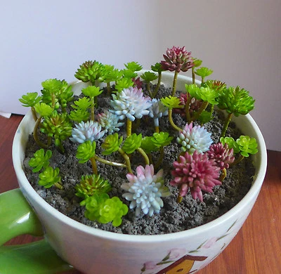 Juego de 31 plantas suculentas artificiales hierbas miniatura Foto 1 de 3