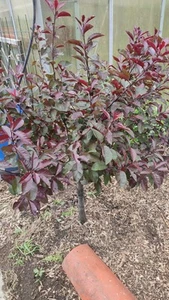 Zwergblutpflaume Blutpflaume Prunus cistena Stämmchen höhe 130 cm - Bild 1 von 8