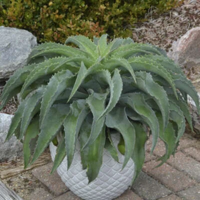 Falling Waters Mangave STARTER Plant Agave/Manfreda Hybrid Great Wiggly Leaves  - Image 1 of 4