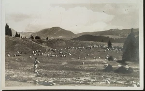 (ROU-801) RUMÄNIEN 1939 Postkarte Sinaia - Schafherde 3 Marken 1312,1313,1396 - Bild 1 von 2