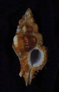 Muex Chicoreus ethiopius hard to get - Picture 1 of 2