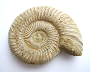 Divisosphinctes besairiei 7,9 cm großer Ammonit aus dem Oberjura von Madagaskar - Bild 1 von 5