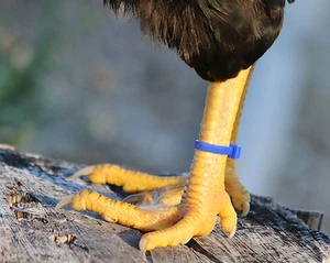 100 Reißverschlussbänder Beinbänder mehrere Farben für alle Geflügelgrößen - Hühner, Ente, Gänse - Bild 1 von 5