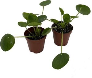 Peperomiodes Chinese Pilea Lefse Money Indoor & Outdoor Live 2 Plants In 2" Pots