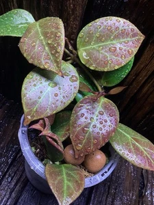 Ultra Premium Hoya Sunrise Rare Plant🍀 - Picture 1 of 6