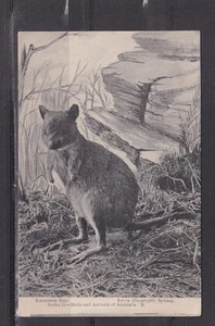 AUSTRALIA, KANGAROO RAT, c1930 Kerry ppc., unused. - Picture 1 of 1
