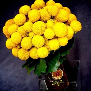 BILLY BUTTONS (Pycnosorus globosus) x 20 seeds. Unusual native - Picture 1 of 3