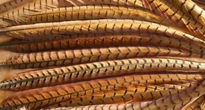 PLUMES DE FAISAN naturel x2 50cm -PHEASANT FEATHERS-FASANENFEDERN - Picture 1 of 1