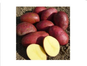 Semillas de faro de patata semillas orgánicas Ucrania 0,02 g buena cosecha Маяк - Imagen 1 de 3
