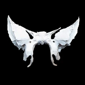 Anatomical Human Sphenoid Bone Model - Medical Cranial Base Skeleton Anatomy - Picture 1 of 4