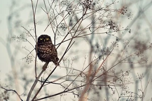 Fototapete EULE-VLIES (6963E)-Natur Herbst Wald Tiere Vogel Vögel Fotokunst Art - Bild 1 von 3