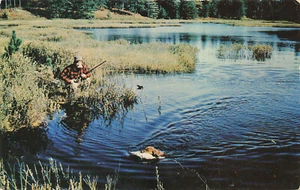 Cartolina "Scena di Caccia" Cacciatore Cane Retriever - Foto 1 di 2