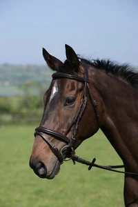 Old Mill Bridle with Raised Cavesson and 3/4 inch Cheeks - Picture 1 of 2