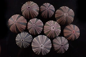 Marine Life- Mespilia globulus- 40-45mm- BEAUTIFUL COLOR!!! (10 PCS) - Bild 1 von 2