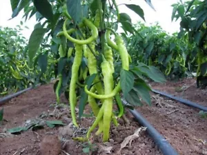 Paprika Sorte: Yalova Corbaci 20+ Samen - Türkische Süß Spitz Paprika Saatgut - Bild 1 von 2