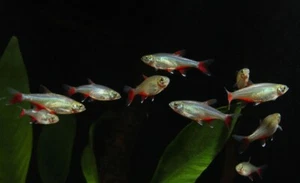 12 Bloodfin Tetra - Picture 1 of 1