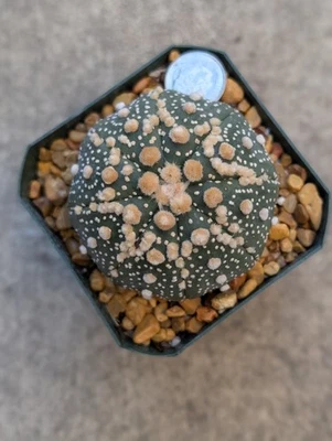 Astrophytum Asterias cv Hanazono, Shown In 2.75" Pot - Image 1 of 4