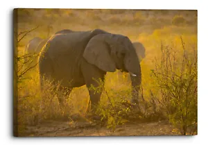 Namibia Sunset Grazing Elephant Canvas Print Wall Art Picture Home Decoration - Picture 1 of 19