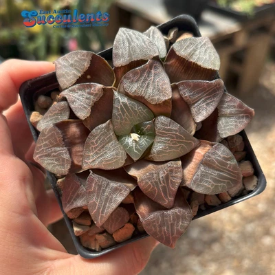 Haworthia Bayeri Correcta Hybrid - Suculenta enraizada viva Foto 1 de 4