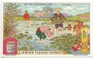 Japon Japanischen - Reiscultur Culture du riz  - Chromo Liebig - Trade card - Picture 1 of 2